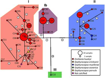 Do Differences in Latitudinal Distributions of Species and Organelle Haplotypes Reflect Thermal Reaction Norms Within the Emiliania/Gephyrocapsa Complex?